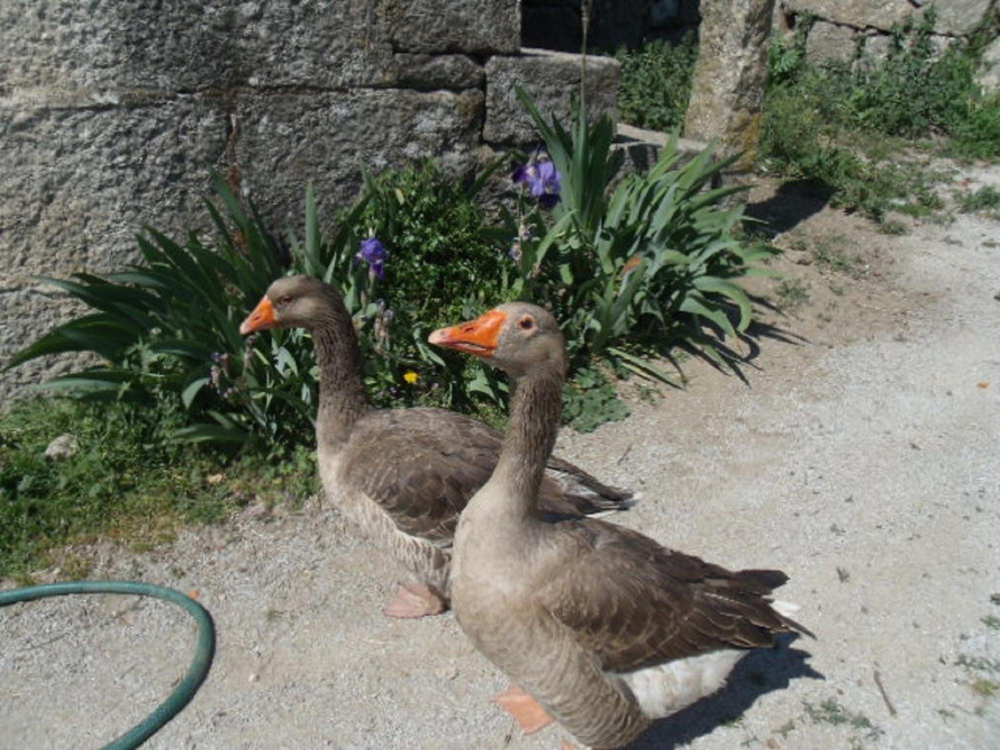 バイアン Quinta Da Casa Grande Pinheiroゲストハウス エクステリア 写真